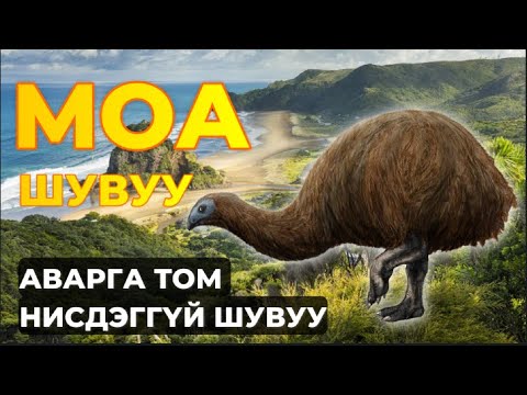 Видео: МОА шувуу - АВАРГА ТОМ НИСДЭГГҮЙ ШУВУУ
