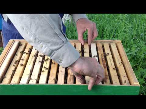 Видео: Формую нуклеуси  15.05.2017р.