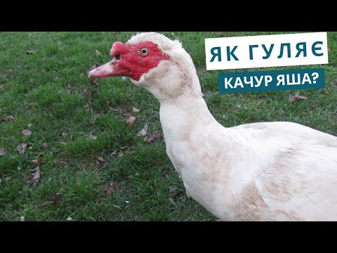 Видео: Експериментальна зйомка камерою Canon