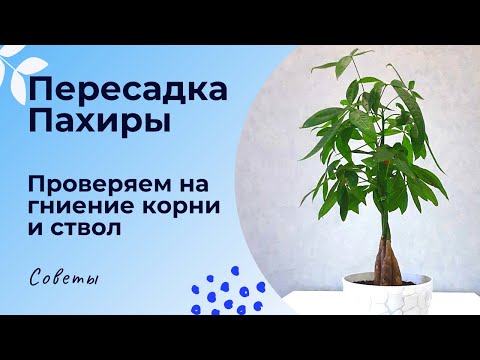 Видео: Пересадка Пахиры. Проверяем корни на гниение
