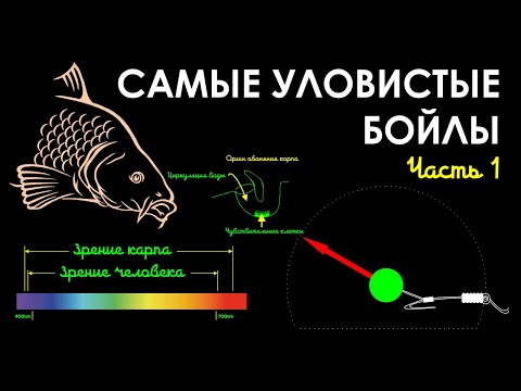 Видео: Самые уловистые бойлы