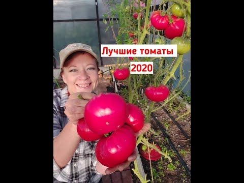 Видео: Самый честный обзор томатов: лучшие томаты 2020. Самые урожайные сорта и гибриды помидоров!