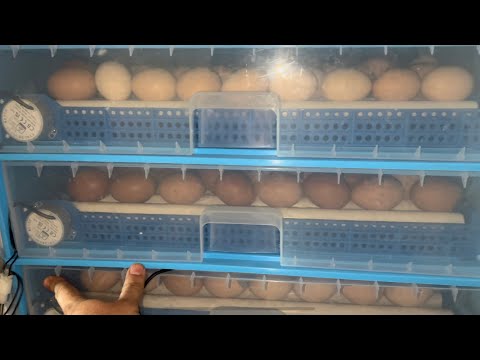 Видео: Закладка Второго Инкубатора Дворовыми Цыплятами 