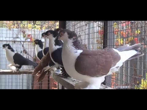 Видео: УФИМСКИЕ СПАРТАКИ РИНАТА ШАКИРОВА,Часть 3. The dove Ufa Spartak.