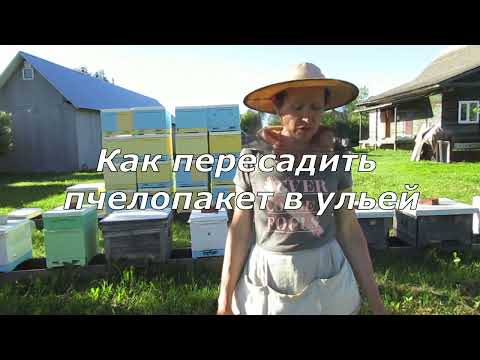 Видео: Как пересадить пчелопакет в улей (24.06.2022)