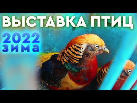 Видео: Выставка птиц. г. Мелитополь. 30 января 2022