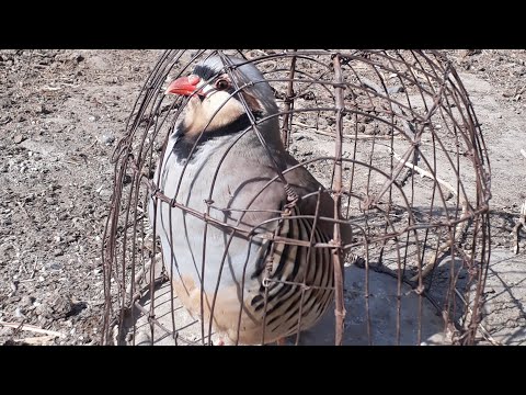 Видео: 15 ОКТЯБР 2025 АНА ШЕРОИ НАР СУХАН КНЕН 👍👍👍👍💥💥💥💥