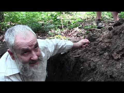 Видео: Каменная степь. Часть 2. Трансформация почвенного покрова под влиянием лесной растительности