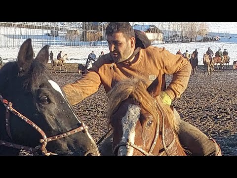 Видео: БУЗКАШИИ КОРИ КАЛОН САГИРДАШТ КИСМИ 1 АЗ 16.11.2024.