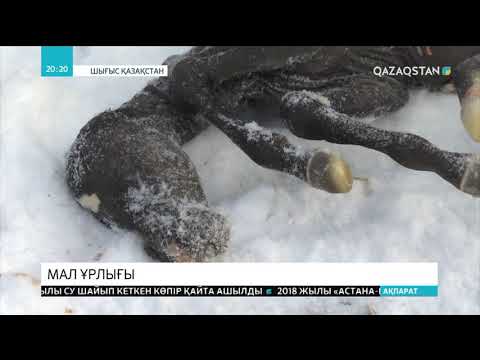 Видео: Шығыс Қазақстанда мал ұрлығы тыйылмай тұр