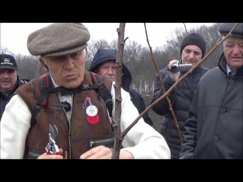 Видео: Семинар по ореховодству. Практическая часть. Формирование саженцев ореха. Март 2017