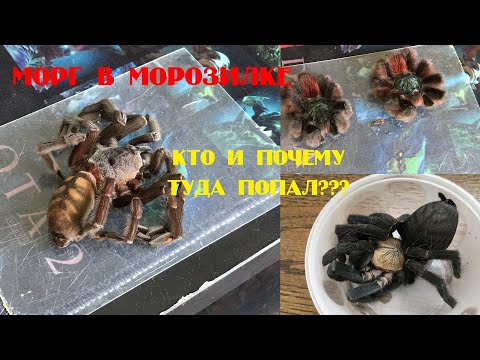 Видео: Что хранится у меня в морозилке. Кто туда попал и почему?