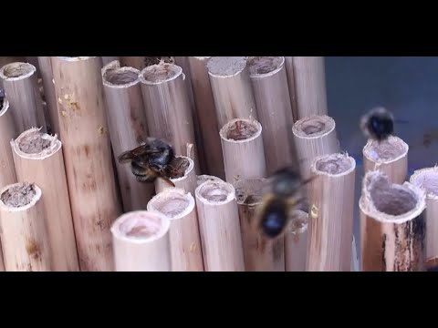 Видео: Осмиеводство,  проблемы и враги осмий.