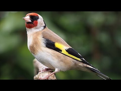 Видео: #содержание_щегла(часть3)