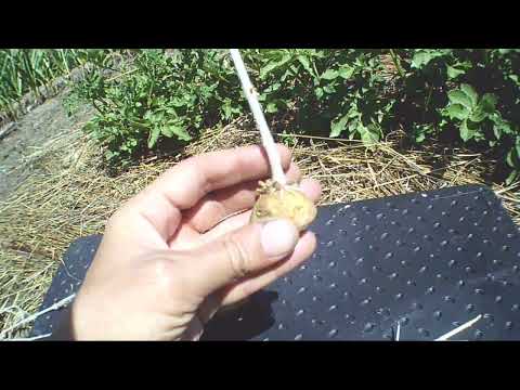 Видео: Самое эффективное средство от колорадского жука,  не будет вообще! ( 3 видео )