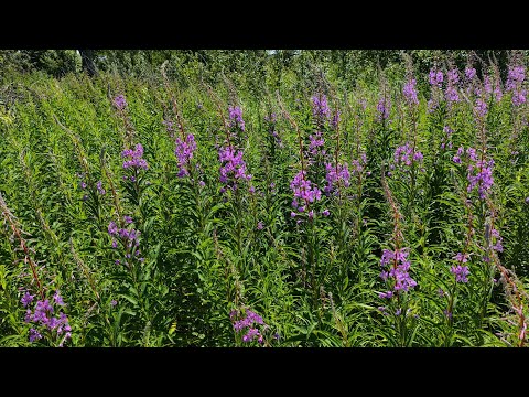 Видео: Заготовка Иван чая для травяных чаев