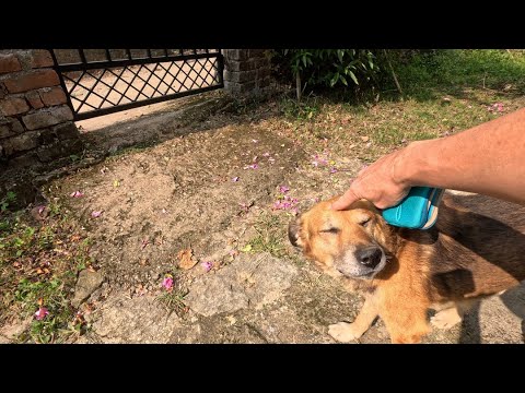 Видео: Индия, прогулка по серпантину сквозь джунгли