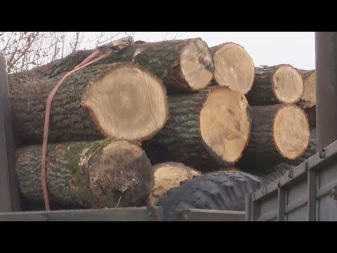 Видео: «Зараз вас оштрафуємо за неправдивий виклик» - як луцькі патрульні перевіряли немаркований дуб