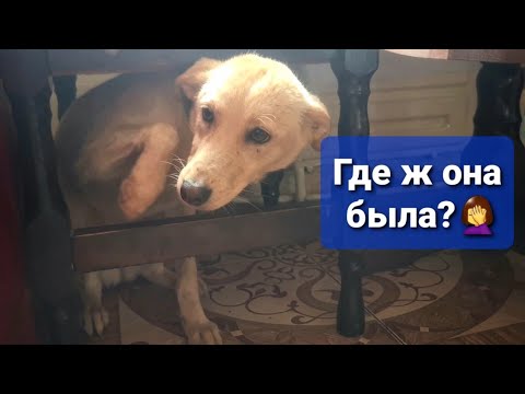 Видео: Мы потеряли Мори😱 Колим Цаце вакцину. Обсуждаем мое ничегониделанье.