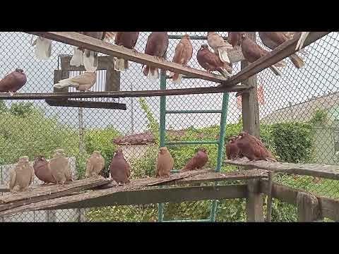 Видео: Красные и желтые николаевские чубатые голуби. 13.09.2025г.