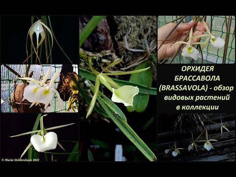 Видео: ОРХИДЕЯ БРАССАВОЛА (BRASSAVOLA)  -  обзор видовых растений в коллекции