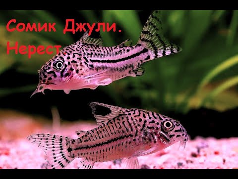 Видео: Разведение Коридорасов Джули. Заснял редкие кадры процесса нереста. #рыборазводня #Аквариумистика