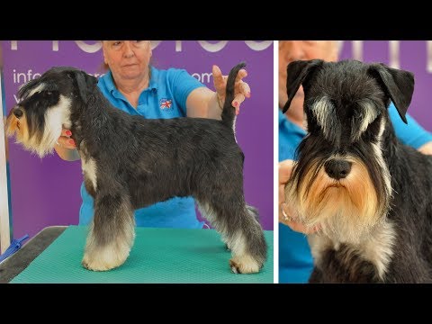 Видео: Руководство по грумингу — ручная стрижка миниатюрного шнауцера — профессиональный грумер