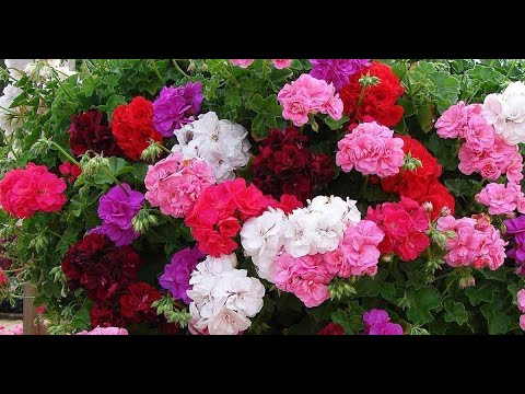 Видео: Наращиваем 1000 черенков пеларгонии.