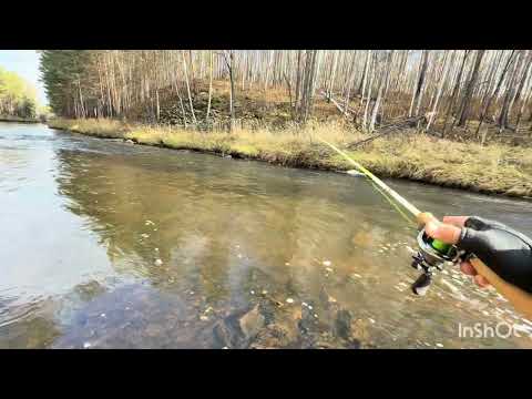 Видео: Выгулял бейткастинговый M-aire mg-53mlc #рыбалка #fishing #streamfishing #catchandrelease #reels