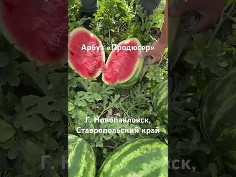 Видео: 4 сентября 2023 г.