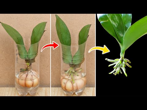 Видео: Я так размножала орхидеи в пластиковых бутылках, успех 100%.