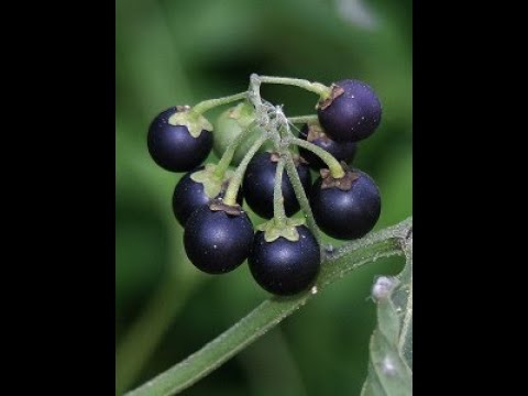 Видео: Варенье в термомиксе. Маринкины творинки. Всем МИРА и Добра!
