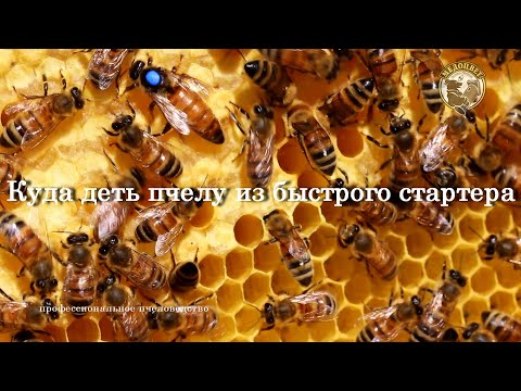 Видео: Куда деть пчелу из быстрого стартера Какой размер маточной ячейки
