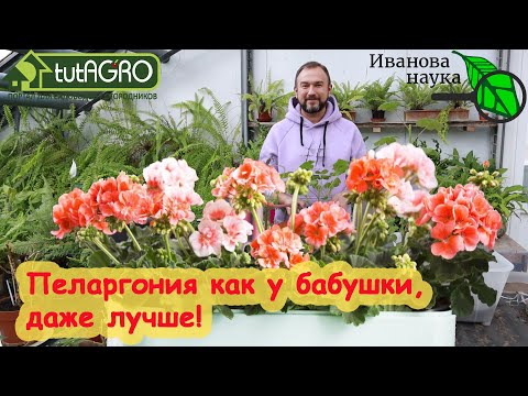 Видео: ДАЖЕ ХИЛЕНЬКАЯ ПОСЛЕ ЗИМЫ ГЕРАНЬ ПОКРОЕТСЯ ЦВЕТАМИ! Пересадите пеларгонию этим способом и любуйтесь.