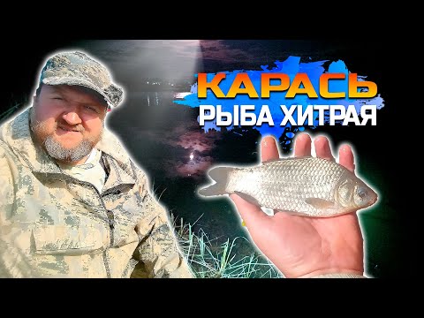Видео: Карась, рыба ХИТРАЯ