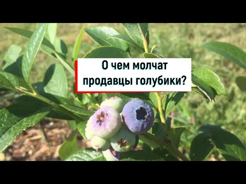 Видео: Ошибки при посадке голубики