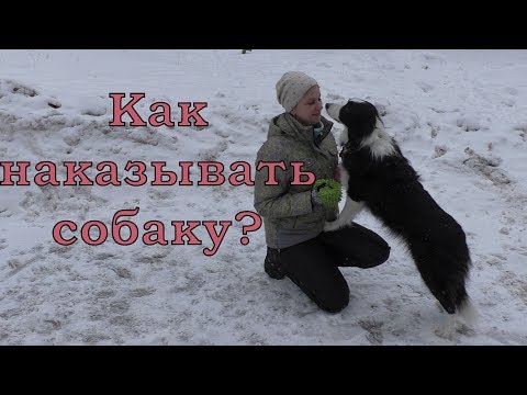 Видео: Как наказывать собаку? / Дрессировка собак