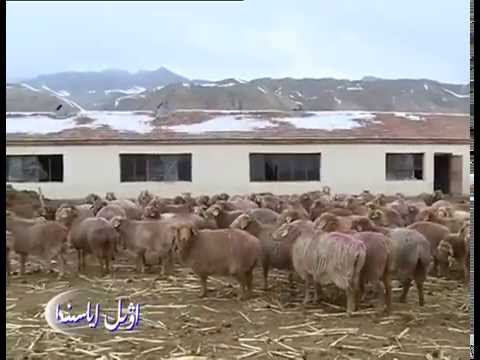 Видео: Текес ауданы