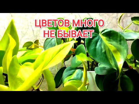 Видео: 🌿Обзор комнатных растений/Часть 1🌿