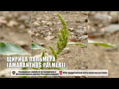 Видео: Щирица Пальмера (Amaranthus palmeri)