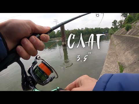 Видео: Сом