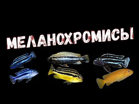 Видео: Меланохромис яркость видов / Ауратус / Майнгано  / Йохани /