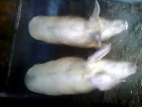 Видео: дешевий свинарник  за 3 дні