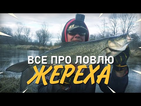 Видео: Все про ловлю жереха! Практика ловли +1