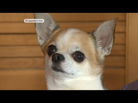 Видео: Фунтик, но не свинья. Как живёт маленький и очень умный пёс