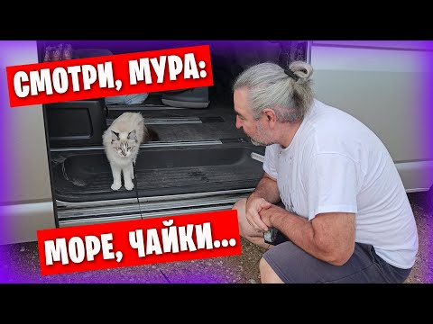 Видео: Поехали с Муркой на море) / Наши кулинарные изыски / Кошачьи приколы