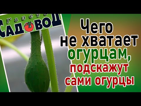 Видео: ЧЕГО НЕ ХВАТАЕТ ОГУРЦАМ, ПОДСКАЖУТ САМИ ОГУРЦЫ