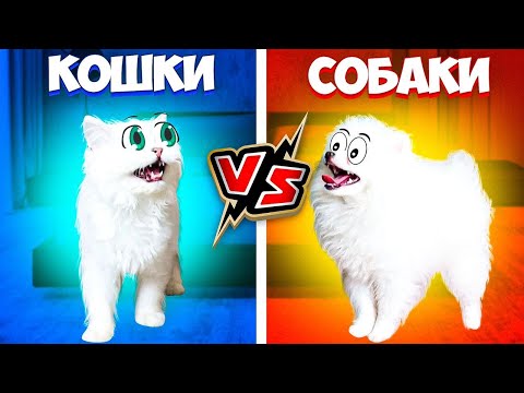 Видео: КОШКИ vs СОБАКИ !!! КТО КРУЧЕ?!  Вася и Шанель ПОДРАЛИСЬ!!!