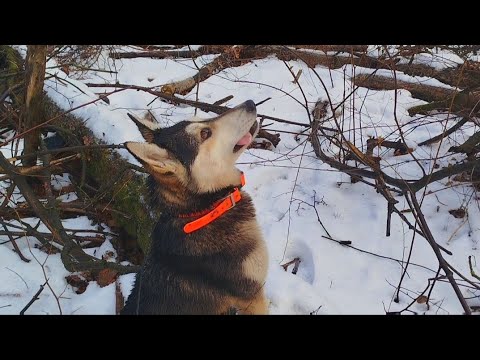 Видео: В поисках куницы с молодыми лайками/ охота с лайкой