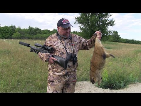 Видео: Охота на сурка с подхода